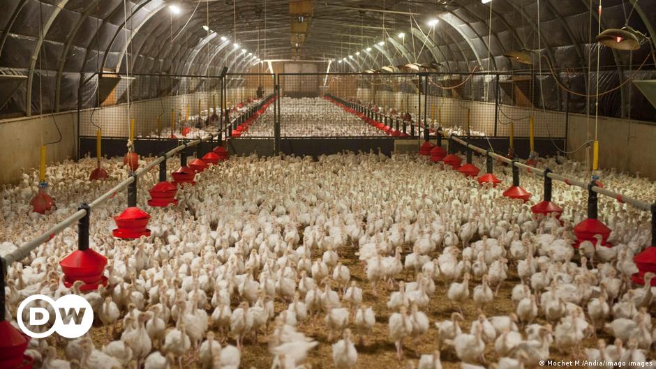 Flu burung: Prancis memerintahkan lockdown unggas |  Berita |  DW