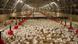 Intensive turkey breeding in Vignoc Brittany, north-western France Intensive turkey breeding in Vignoc Brittany, north-western France