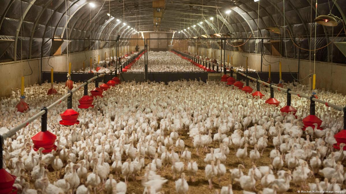 Bird flu: France orders poultry 'lockdown'