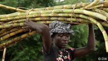Magazin Global 3000 (08.11.2021)
Landarbeiter trägt Zuckerrohr. Die Zuckerrohrindustrie in Ghana steckt seit Jahren in der Krise. Vor allem Kleinbauern pflanzen Zuckerrohr. Dabei setzen sie Chemie ein und verbrennen Erntereste auf den Feldern – das zerstört die Böden. Hinzukommt der Klimawandel und damit immer weniger Regen
