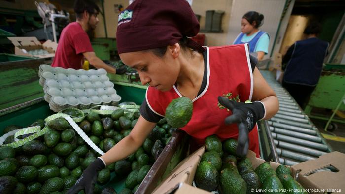 Una empleadoa que trabaja en Avo Hass, una de las ocho plantas de envasado de aguacates de Uruapanat, en el estado de Michoacán, México.