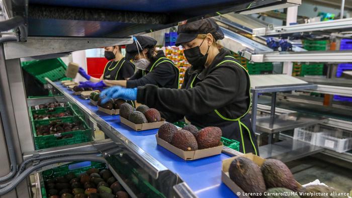 Workers sorting through avocados