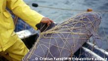 HANDOUT - Ein Vaquita, ein Kalifornischer Schweinswal, hängt im Netz eines Fischers. Der Kalifornische Schweinswal, auch Vaquita genannt, zählt zu den kleinsten Walen der Welt. Nur mit sofortigen Maßnahmen ist der Kalifornische Schweinswal Experten zufolge noch vor dem Aussterben zu retten. (Wiederholung mit verändertem Bildausschnitt) +++ dpa-Bildfunk +++