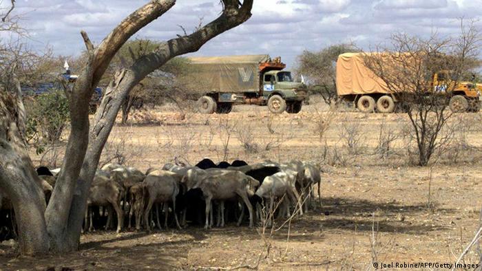 Aid trucks driving through an arid landscape with a herd of goats in the foreground