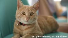 TEKIRDAG, TURKEY - NOVEMBER 09: A kitten named Tarcin is seen on a chair at a school in Tekirdag, Turkey on November 09, 2021. The cat living at the school garden becomes a friend of students and teachers. Ugur Arslan / Anadolu Agency