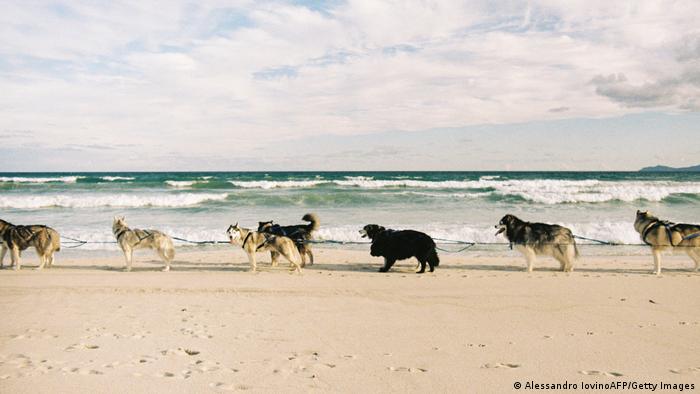 Sem Ganter (43) obožava haskije, kao i mnogi ljudi u Južnoafričkoj Republici. Ali, Ganter veruje da se ovi psi ne kreću koliko bi trebalo pa je rešio da pozove vlasnike da ih svake subote dovode na plažu kod Kejptauna. Prolaznici onda trljaju oči u neverici: upregnuti, haskiji jure 25 kilometara na sat i vuku sanke po pesku, baš kao da su na sibirskom snegu.