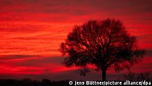 Hinter einem einzelstehenden Baum auf einem Acker färbt die untergegangene Sonne den Abendhimmel orangerot ein.