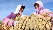(171014) -- ZHANGYE, Oct. 14, 2017 () -- Farmers shows newly-harvested millets in the fields in Ganzhou District, Zhangye City, northwest China's Gansu Province, Oct. 13, 2017. Farmers here have a bumper harvest of millets. (/Wang Jiang) (xzy)