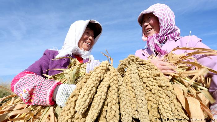 Farmers shows newly-harvested millets in the fields in Ganzhou District, Zhangye City, northwest China's Gansu Province