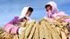 Los inicios de la familia lingüística transeuropea se remontan a los agricultores neolíticos de mijo. En la foto, agricultores muestran mijos recién cosechados en los campos del distrito de Ganzhou, China. Los inicios de la familia lingüística transeuropea se remontan a los agricultores neolíticos de mijo. En la foto, agricultores muestran mijos recién cosechados en los campos del distrito de Ganzhou, China.