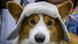 a corgi wears a hat a corgi wears a hat