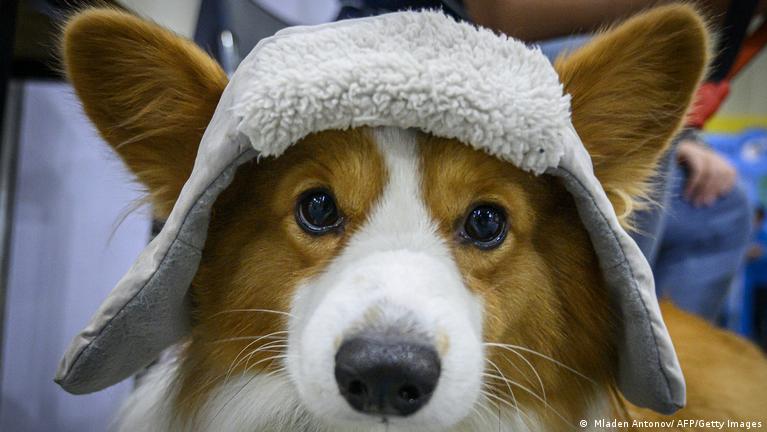 COVID: China corgi-killing footage sparks anger – DW – 11/16/2021