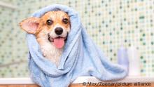 Se dispara precio de los corgi tras la muerte de la reina Isabel II