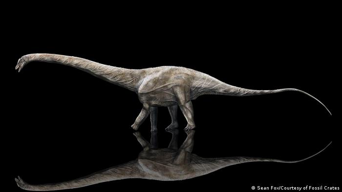 Estudio demuestra que este dinosaurio pudo ser el más largo que haya  existido | Ciencia y Ecología | DW 