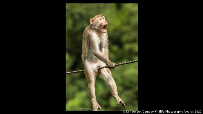 A monkey sitting on a wire