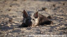 Eine Braune Hyäne an der Skelettküste Namibias. Die Tiere haben sich der kargen Umgebung perfekt angepasst, die Bestände erholen sich. Copyright: Emsie Vervey / Brown Hyaena Project
