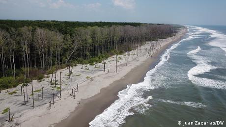 Árboles marchitos en una playa de arena, detrás de esta línea un manglar verde.