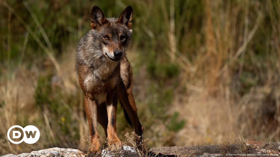 Spain: EU court rules against regional wolf hunting plan