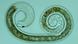 Fadenwurm Nematode Fadenwurm Nematode