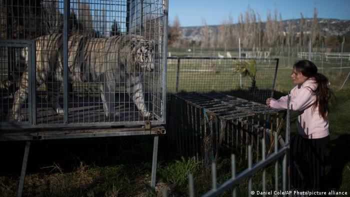 A woman looks at a caged tiger