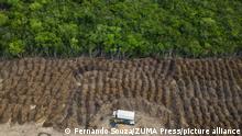 Brazil: Amazon deforestation surges to worst in 15 years