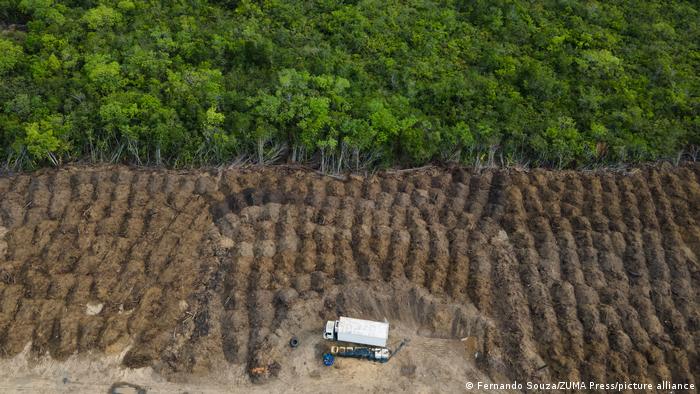 Вырубка лесов Амазонии может изменить всю экосистему планеты