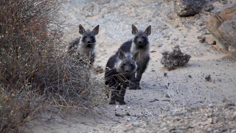 Meet The Shy Black-Flanked Rock-Wallaby