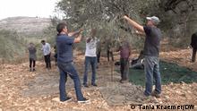 Ort: Olivenhaine im Westjordanland, in der Nähe der Stadt Nablus. Datum: 28.10.2021
During olive harvest season, volunteers from the Israeli NGO Rabbis for Human Rights spend time with Palestinian families and help picking olives