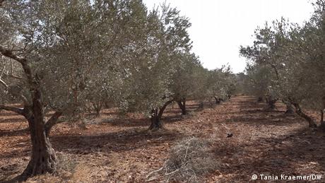 Земята е изпепелена От маслиновите дървета на Джамал са останали