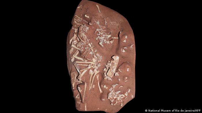 Restos fósiles de la nueva especie de dinosaurio descubierta en Cruzeiro do Oeste, Brasil.