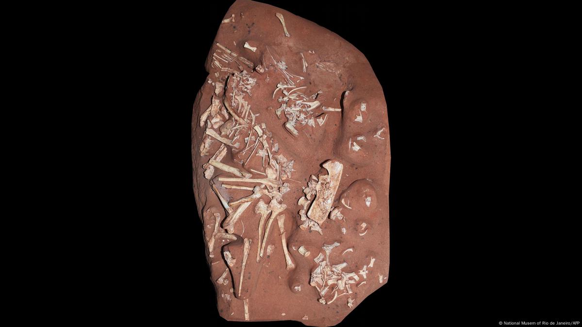 Descubren Nueva Especie De Dinosaurio Sin Dientes En Brasil Dw 19 Descubren Nueva Especie De Dinosaurio Sin Dientes En Brasil Dw 19
