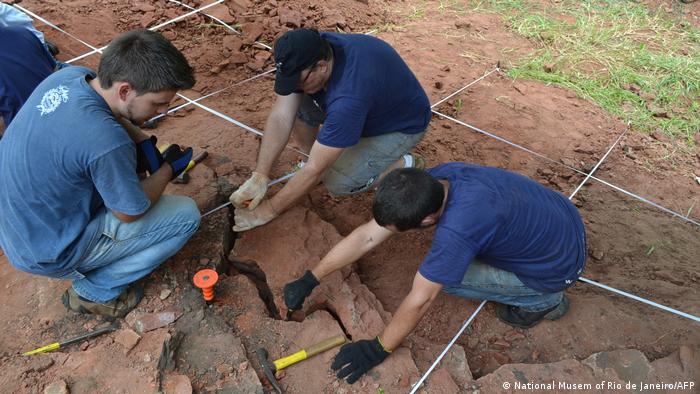 Los arqueólogos recuperan los fósiles de la nueva especie de dinosaurio.