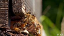 Suelos exhaustos - Agroquímicos amenazan abejas y cultivos