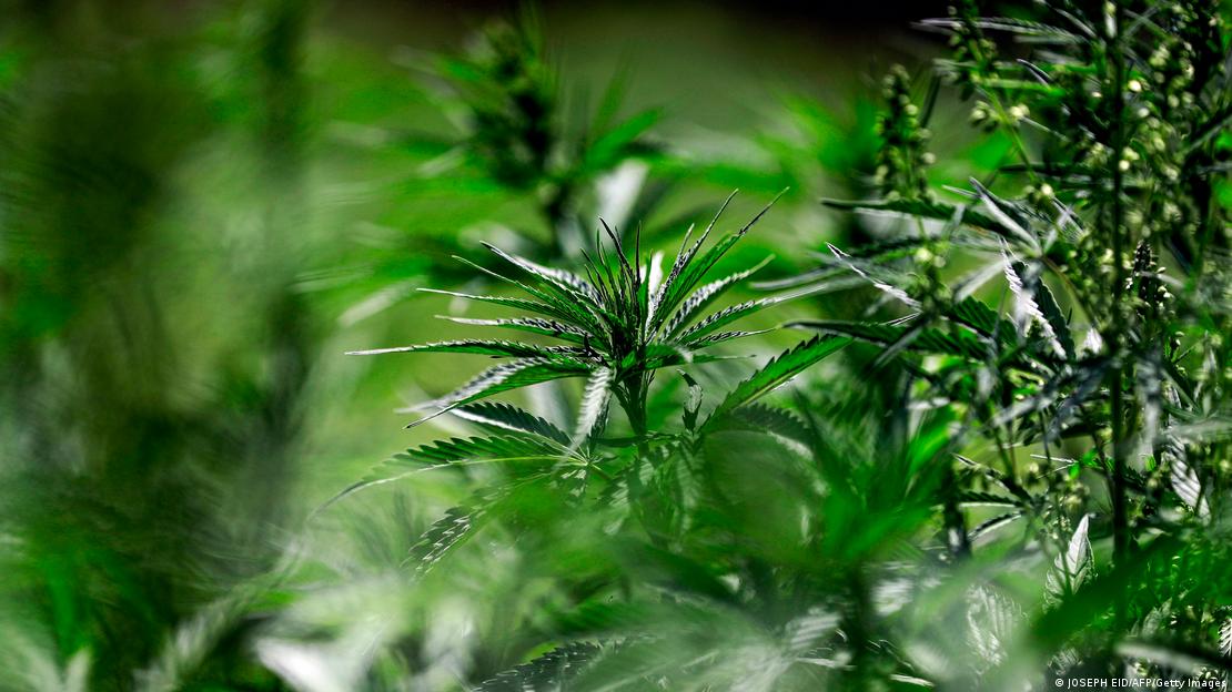 Почему не дает марихуана польза конопляного семени