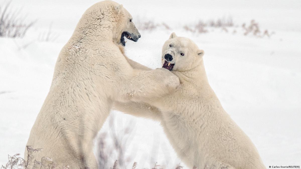 Why big animals are getting smaller