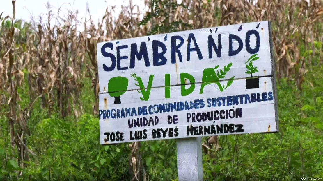 Con "Sembrando Vida", el Gobierno mexicano busca promover la reforestación con subsidios para agricultores. Pero ambientalistas reportan el efecto contrario: deforestación indiscriminada, productores que cortan árboles para solicitar subsidios.