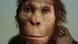 Australopithecus sediba Australopithecus sediba