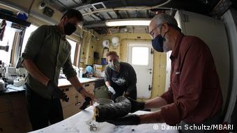 MBARI | Forscher endecken Mammutstoßzahn am Boden des Pazifik