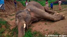 TOPSHOT - Locals gather around the body of an elephant allegedly died by electricity wires in Teknaf, on June 12, 2020. - An endangered Asian elephant has died after it allegedly got entangled into a high-voltage electric wire in southeastern Bangladesh, officials said on June 12 while recording the mammoth's unnatural death within last four months in the region. (Photo by STR / AFP) (Photo by STR/AFP via Getty Images)