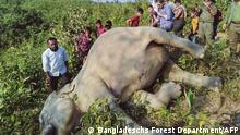 This handout photo taken and released by the Bangladesh's Forest Department on November 9, 2021 shows onlookers gathering around the dead body of an Asian elephant in Eidgah, Cox's Bazar. (Photo by Bangladesh's Forest Department / AFP) / RESTRICTED TO EDITORIAL USE - MANDATORY CREDIT AFP PHOTO /Bangladesh's Forest Department - NO MARKETING - NO ADVERTISING CAMPAIGNS - DISTRIBUTED AS A SERVICE TO CLIENTS