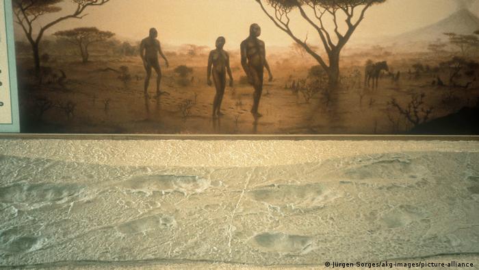 Copia de yeso del original de Laetoli, en el norte de Tanzania (África oriental). En la imagen una representación de Australopithecus