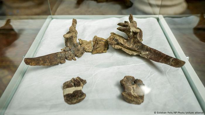 Several of the fossilized remains of the stegouros elengassen, a newly identified armored dinosaur that inhabited the Chilean Patagonia