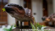 A model of the stegouros elengassen, a newly identified armored dinosaur that inhabited the Chilean Patagonia, is displayed during a press conference in Santiago, Chile, Wednesday, Dec. 1, 2021. (AP Photo/Esteban Felix)
