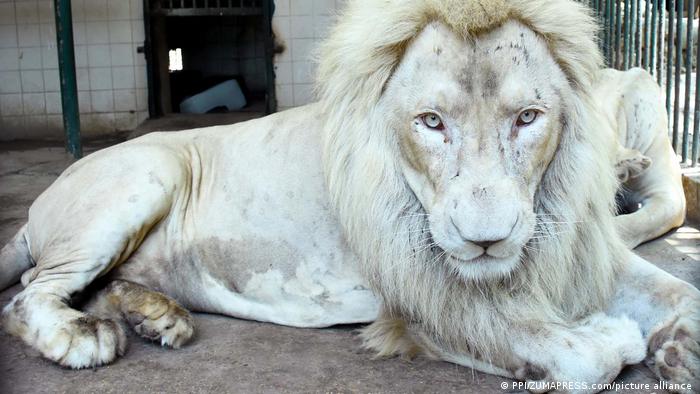 A white lion
