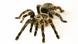A tarantula on a while background A tarantula on a while background