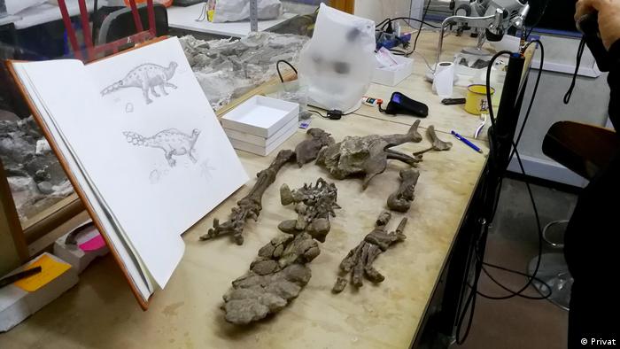 Fósiles de la cadera, piernas y cola de Stegouros. Preparación del fósil en el Laboratorio de la Red Paleontológica de la Universidad de Chile 