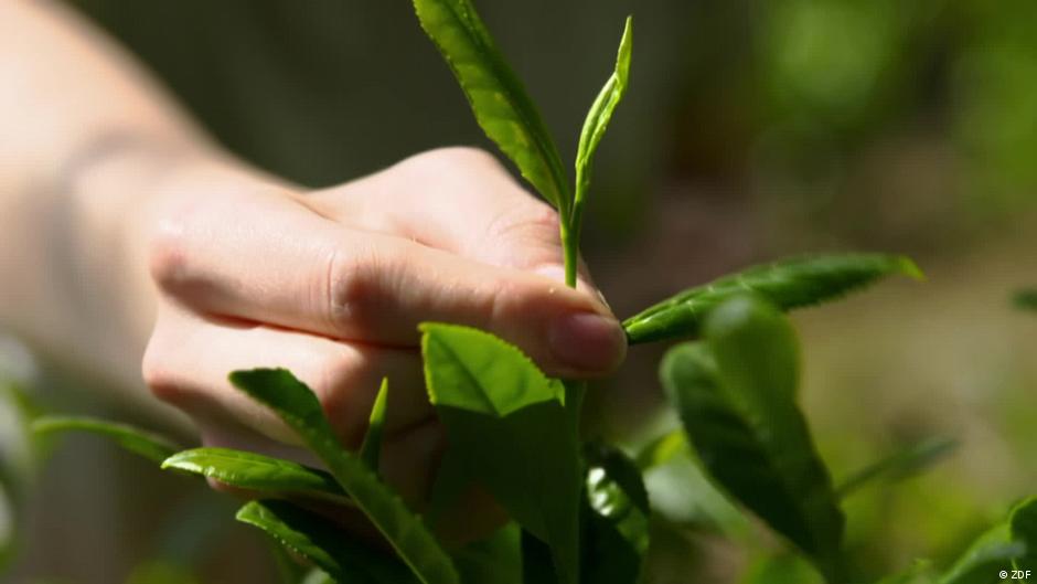 Georgia's tea culture gets a reboot – DW – 12/13/2021