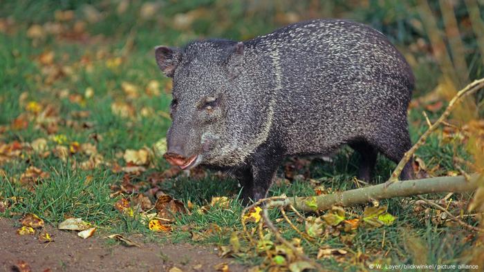 Chacoan peccary