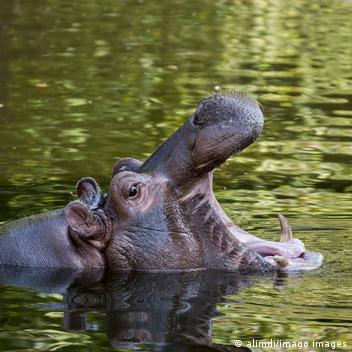 Hippos test positive for COVID at Belgian zoo