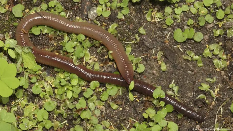 Nature’s Living Legacy: Czech Researchers, Earthworms, Beavers, and Ancient Trees in Europe’s Wild Forests | DW – 01/17/2025